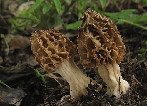 smrčok jedlý / smrž obecný