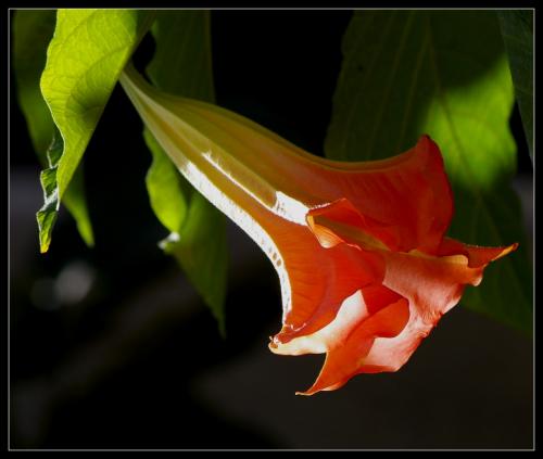Datura suaveolens