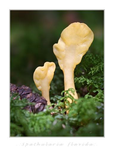lopatička žltkastá / lopatička kyjovitá