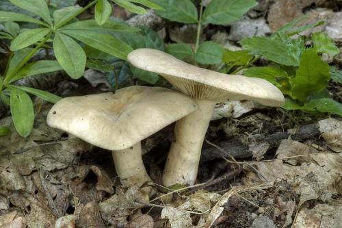 rýdzik vráskavý / ryzec křídlatovýtrusý