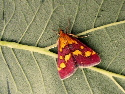 vijačka purpurová