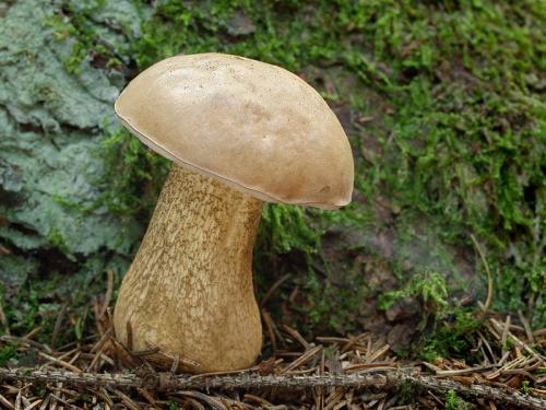 podhríb žlčový / hřib žlučník