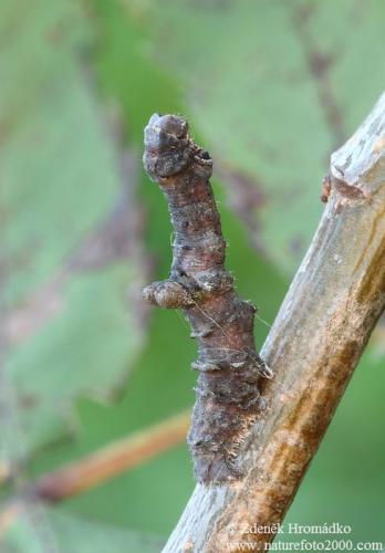 Hypomecis