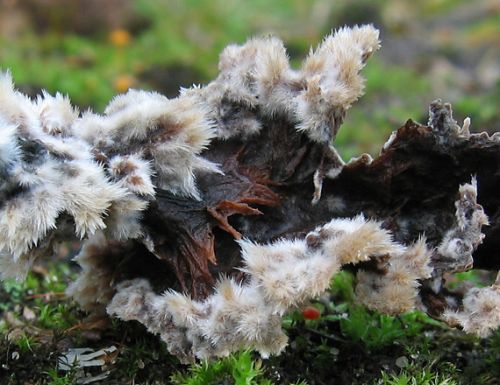 plesňovka zemná rozliata