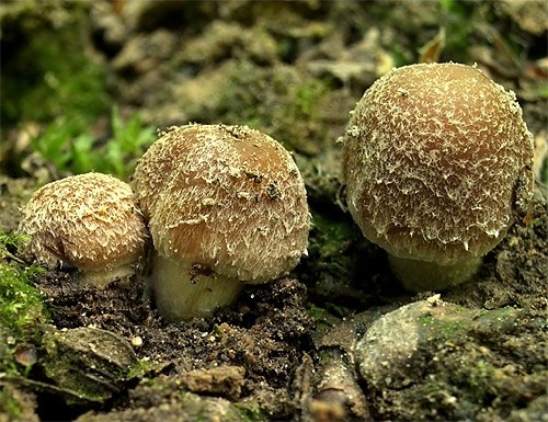 drobuľka (bližšie neurčená)