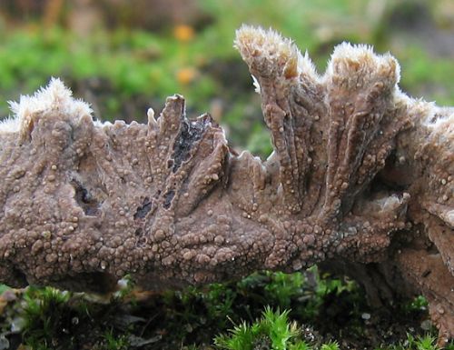 plesňovka zemná rozliata