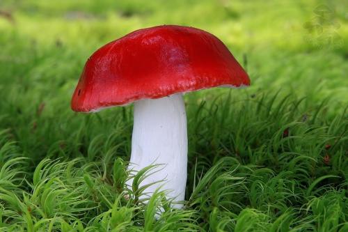 plávka škodlivá / holubinka vrhavka