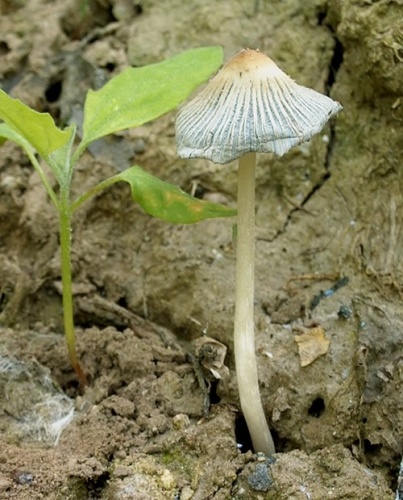 Hnojník dvojvýtrusný