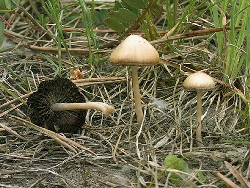 drobuľka (bližšie neurčená)