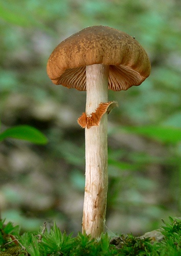 Poľnička