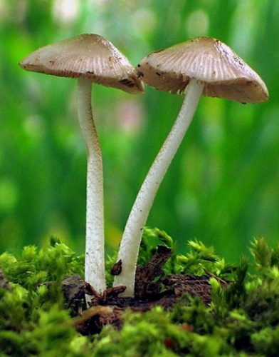 Hnojovec