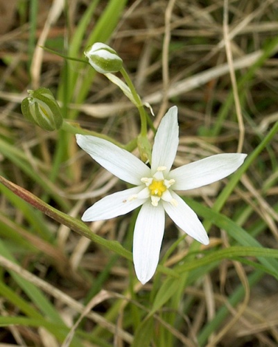 bledavka okolíkatá