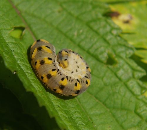 Cimbicidae - Zaraea fasciata