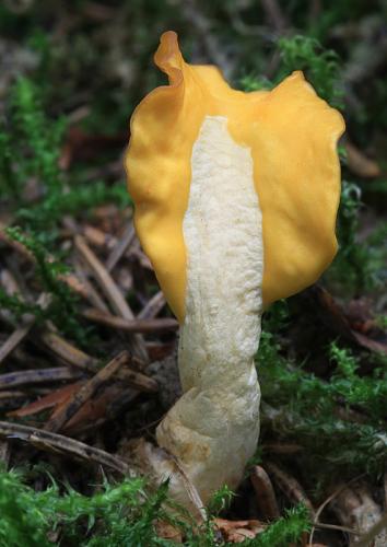 lopatička žltkastá / lopatička kyjovitá