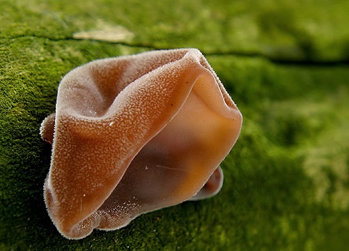 uchovec bazový / boltcovitka ucho Jidášovo