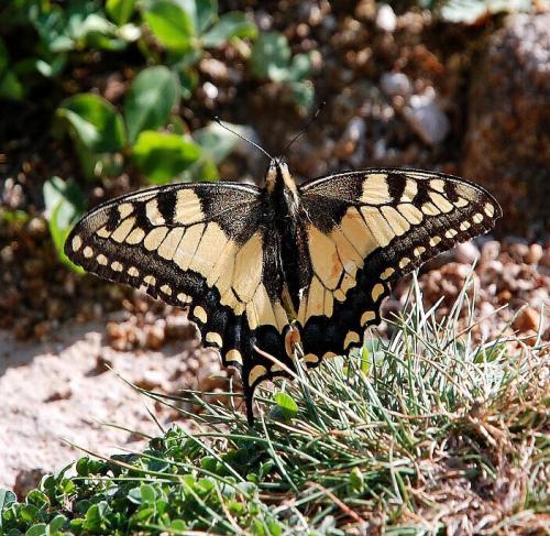 Papilio machaon