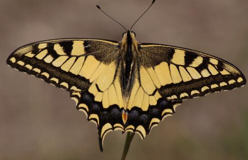 Papilio machaon