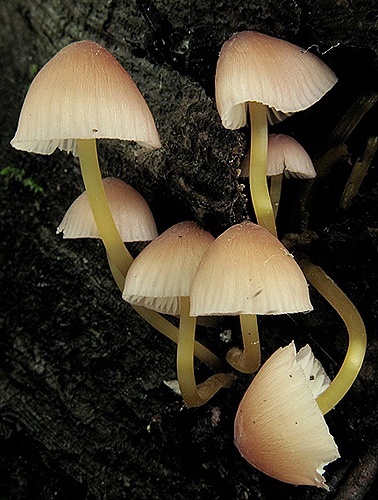 prilbička žltohlúbiková / helmovka žlutonohá