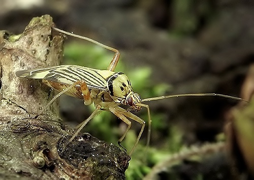 Rhabdomiris striatellus
