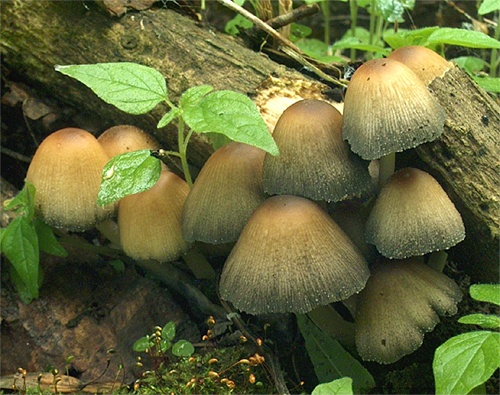 hnojník ligotavý / hnojník třpytivý