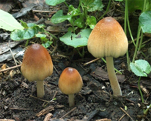 hnojník ligotavý / hnojník třpytivý