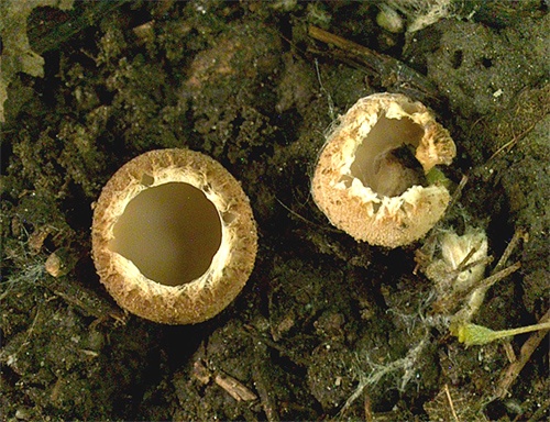tarzeta pavučinkatá / zvonkovka závojová
