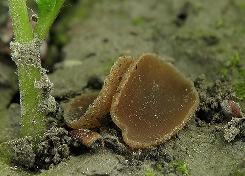 čiaška / řasnatka