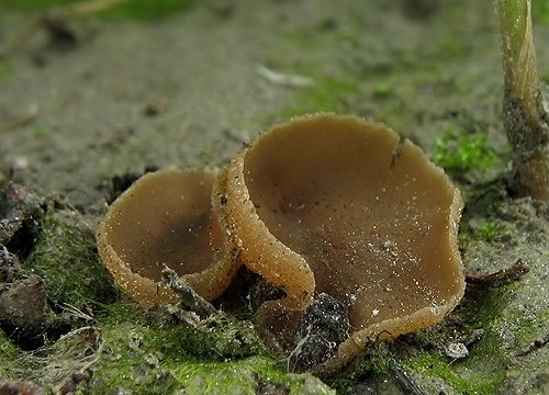 čiaška / řasnatka