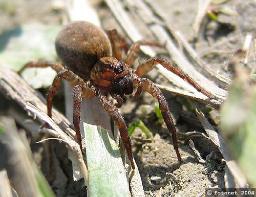 čeľaď Lycosidae - Strehúňovité