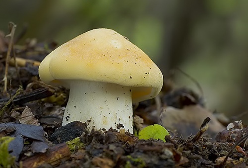 čírovnica májová / čirůvka májovka