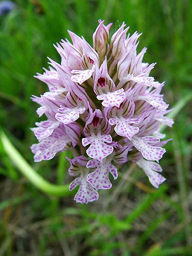 neotinea trojzubá