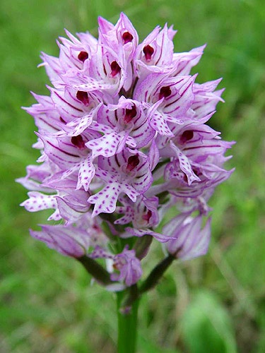 neotinea trojzubá