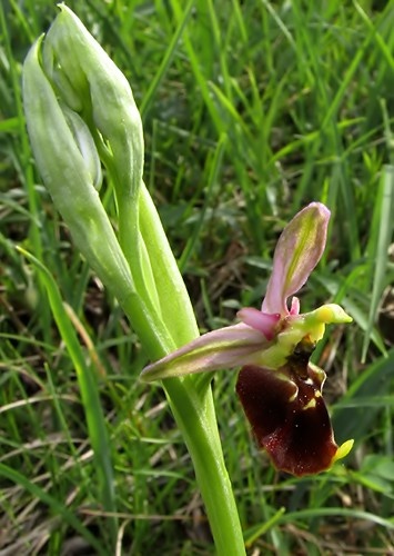 hmyzovník čmeľovitý