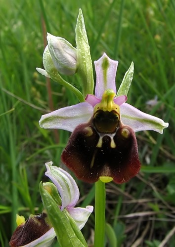 hmyzovník čmeľovitý