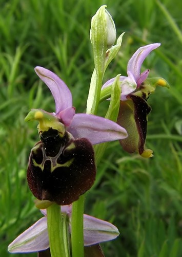 hmyzovník čmeľovitý