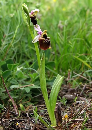 hmyzovník čmeľovitý