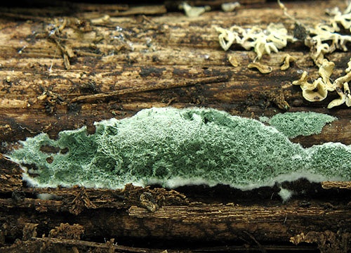Trichoderma