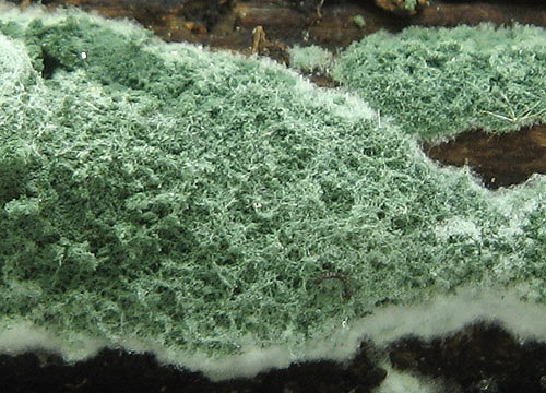 Trichoderma