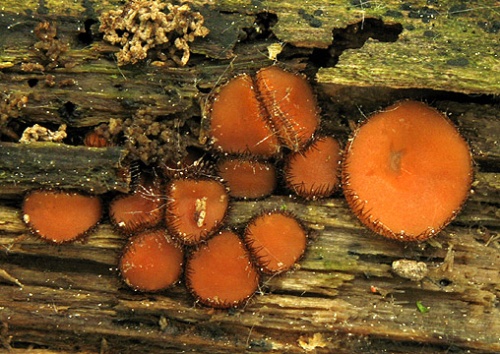 štítovnička / kosmatka