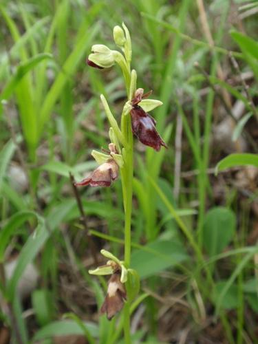 hmyzovník muchovitý