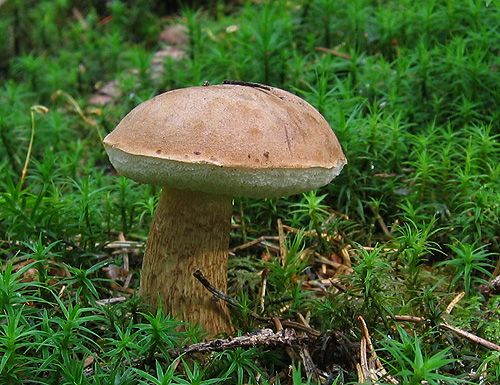 podhríb žlčový / hřib žlučník