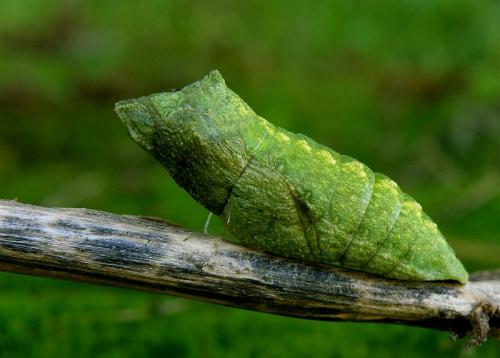 Papilio machaon