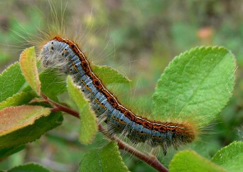 priadkovec mliečnikový