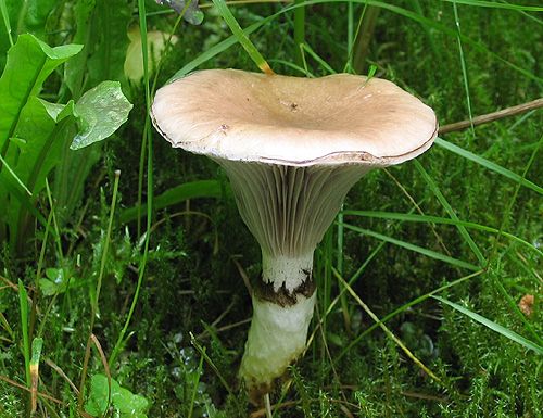 sliziak mazľavý / slizák mazlavý