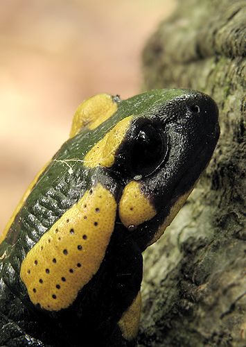 salamandra škvrnitá