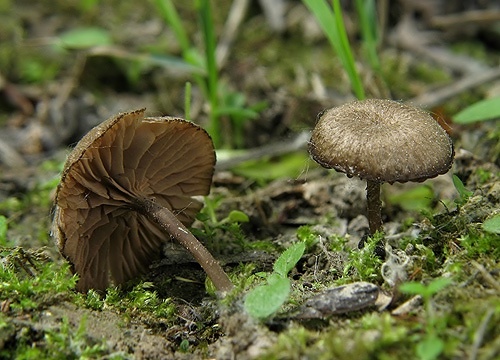 hodvábnica / hloubenka ladní