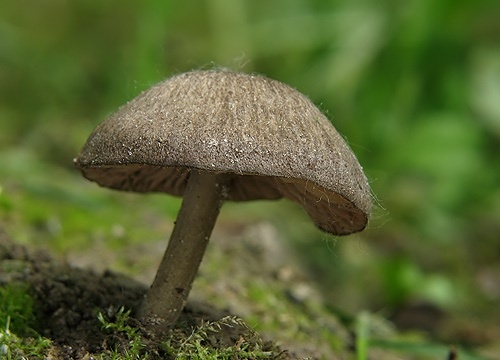 hodvábnica / hloubenka ladní