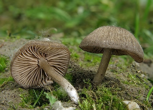 hodvábnica / hloubenka ladní