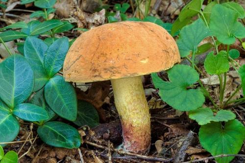 hríb Quéletov / hřib Quéletův