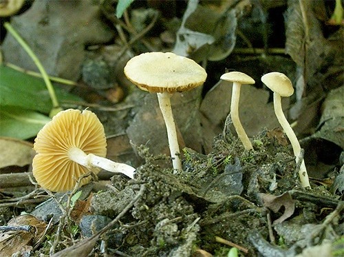smeťovka hlohová / kržatka hlohová